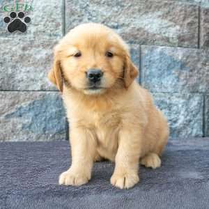 Twila, Golden Retriever Puppy